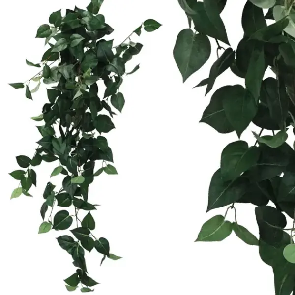 Ριζα κρεμαστη ποθοσ πρασινοσ υ100cm 1/50kib