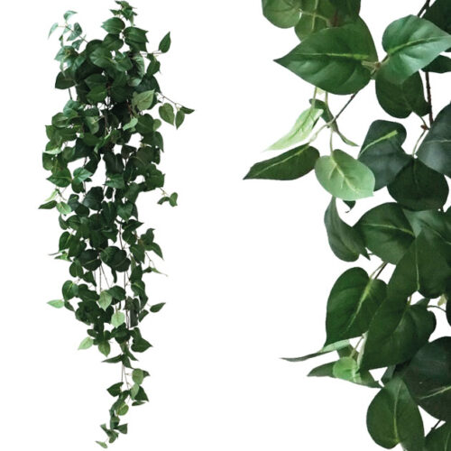 Ριζα κρεμαστη ποθοσ πρασινοσ υ130cm 1/50kib