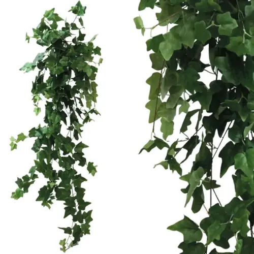 Ριζα κρεμαστη κισσοσ πρασινοσ υ130cm 1/50kib