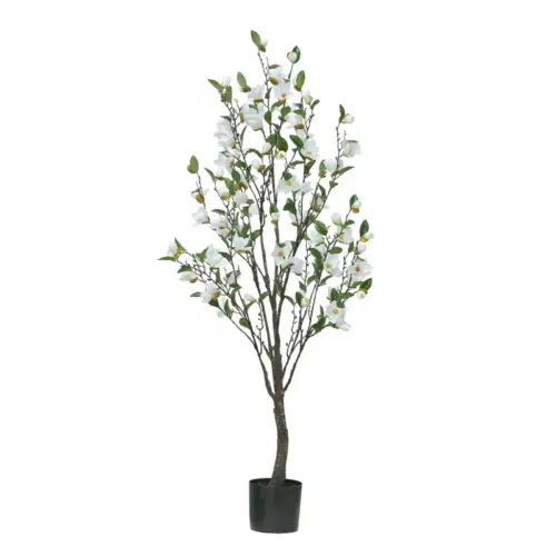 Δεντρο λευκο μανωλια σε γλαστρα υ140cm 2/κιβ