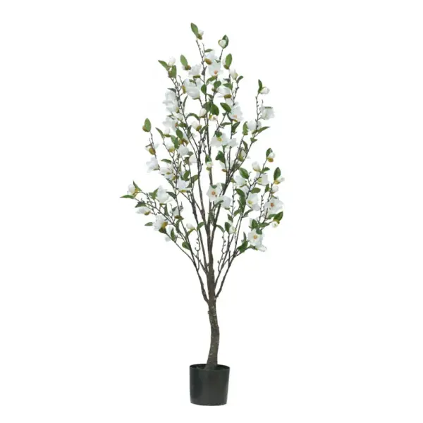 Δεντρο λευκο μανωλια σε γλαστρα υ140cm 2/κιβ