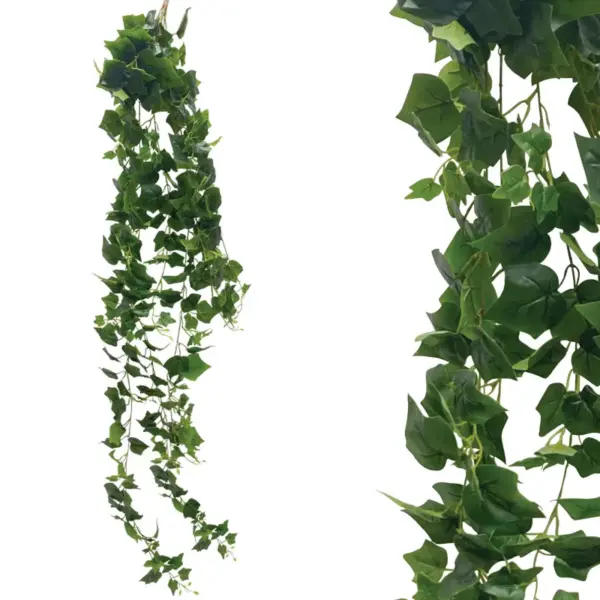Ριζα κρεμαστη κισσοσ πρασινοσ - υ200cm 36/κιβ