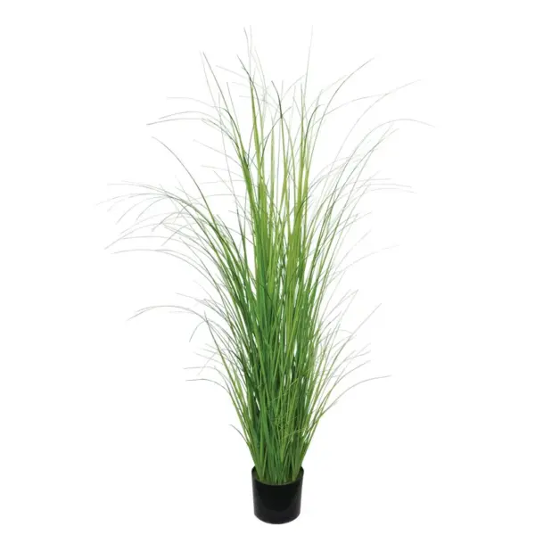 Θαμνοσ γκρασσ κρεμμυδιου σε γλαστρα - υ152cm 2/κιβ