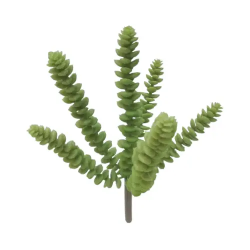 Ριζα παχυφυτο σεδο πρασινο - υ24cm 24/240κιβ