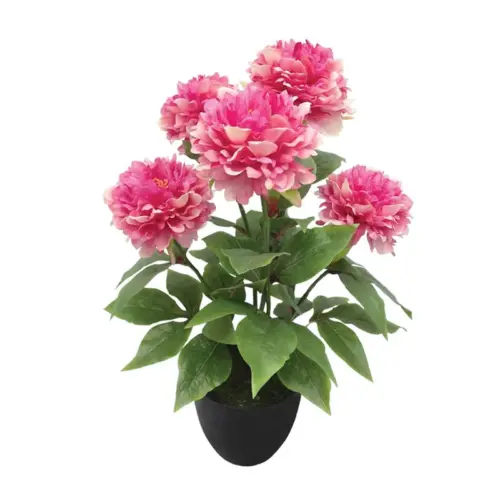 Φυτο παιωνια x5 φουξ σε κασπω - υ48cm 4/24κιβ