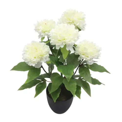 Φυτο παιωνια x5 εκρου σε κασπω - υ48cm 4/24κιβ