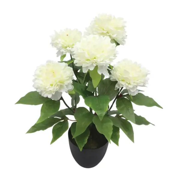 Φυτο παιωνια x5 εκρου σε κασπω - υ48cm 4/24κιβ