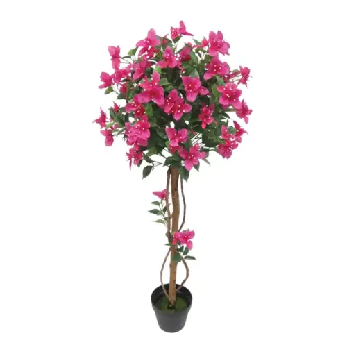 Δεντρο βουκαμβιλια φουξ σε κασπω - υ120cm 1/4κιβ