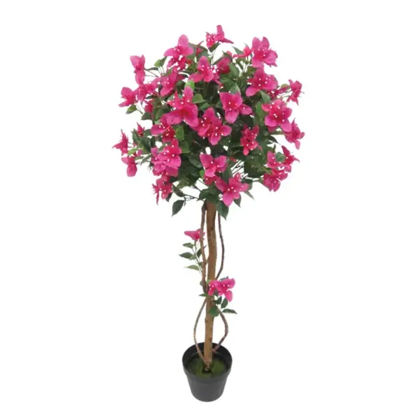 Δεντρο βουκαμβιλια φουξ σε κασπω - υ120cm 1/4κιβ