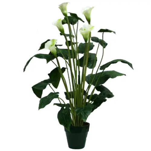 Δεντρο καλλασ σε γλαστρα υ95cm. 4/kib