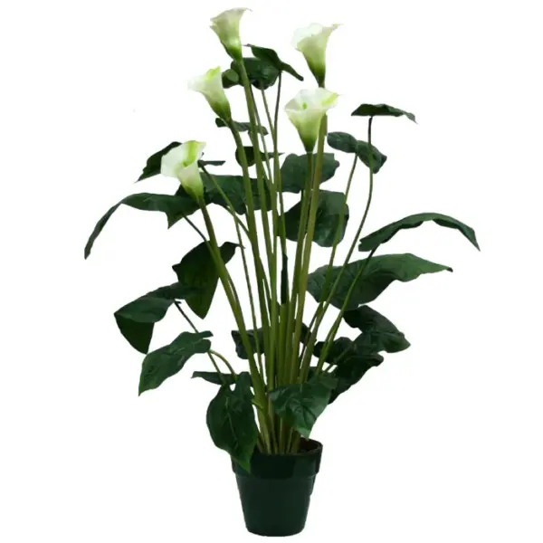 Δεντρο καλλασ σε γλαστρα υ95cm. 4/kib