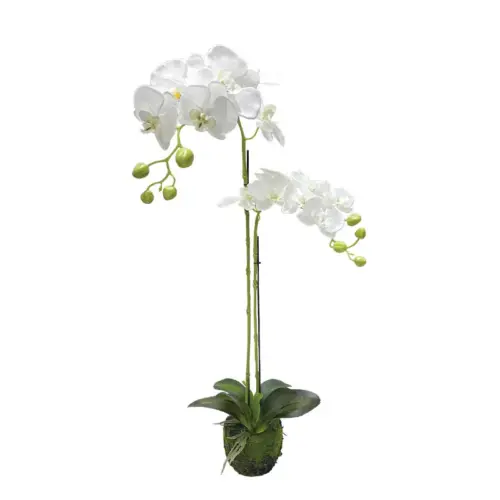 Φυτο ορχιδεα λευκα ανθη real touch - υ68cm 4/24κιβ