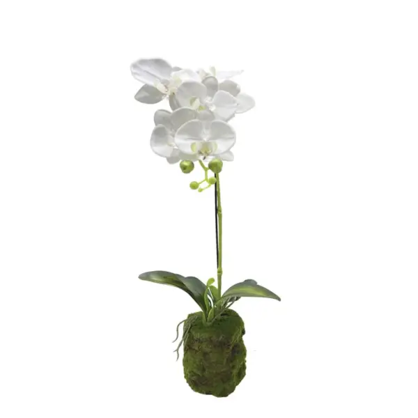 Φυτο ορχιδεα λευκα ανθη real touch - υ59cm 4/24κιβ