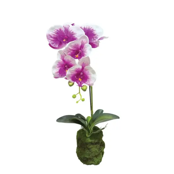 Φυτο ορχιδεα διχρωμο μωβ/λευκα ανθη real touch - υ59cm 4/24κιβ